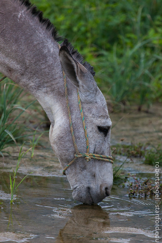 mule drinking